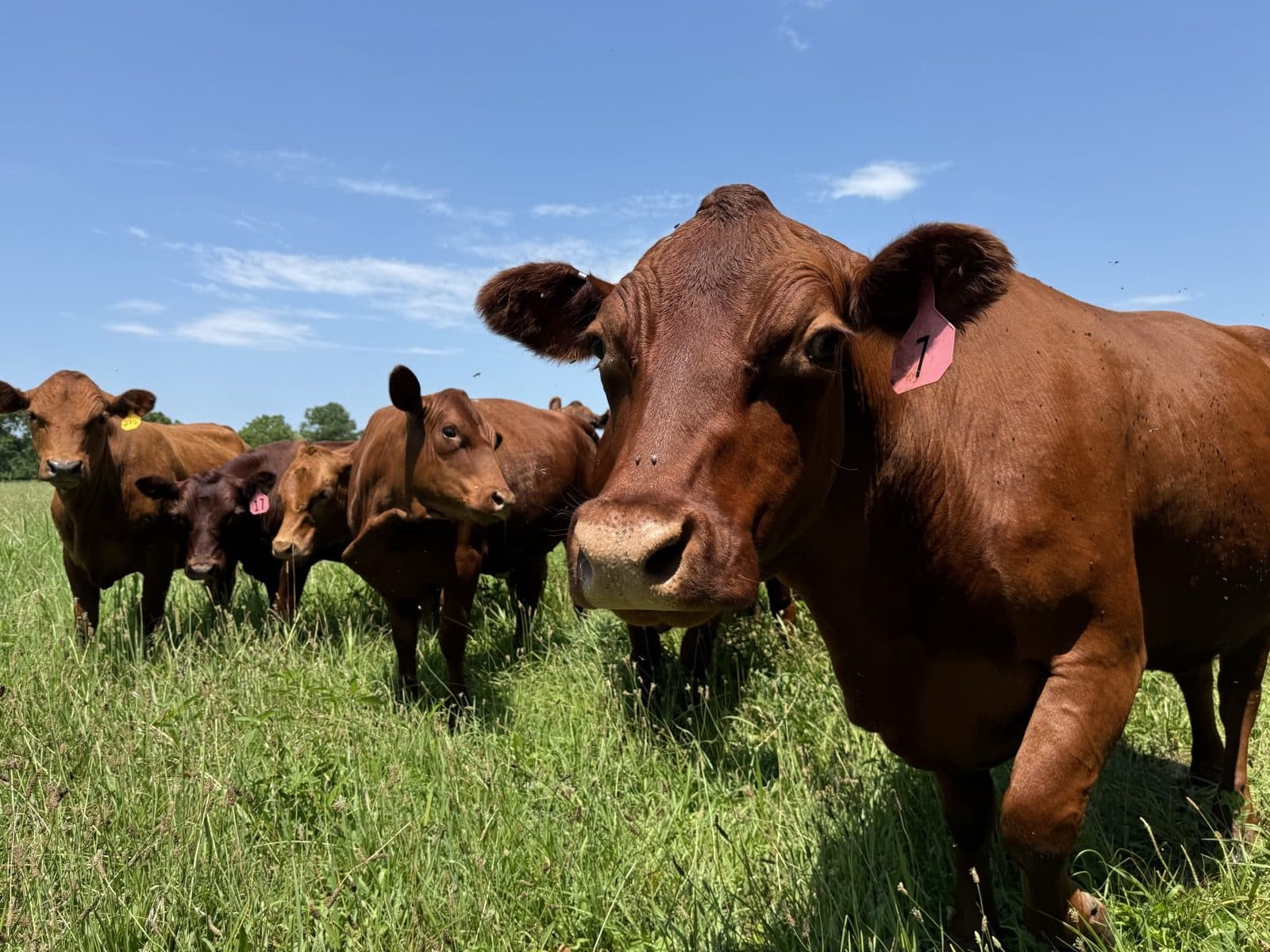 Red cattle up close in the green pasture